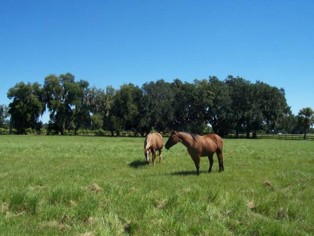 Trapnell Road 12 Acres
