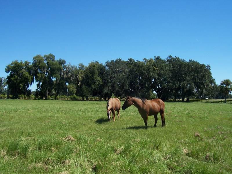 Trapnell Road 12 Acres