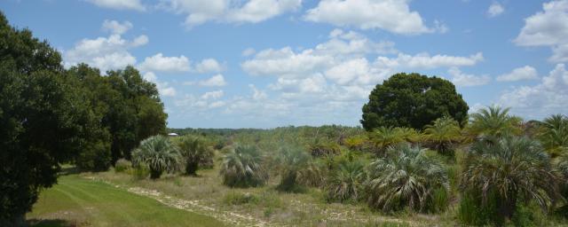 Impact Palms – Groveland
