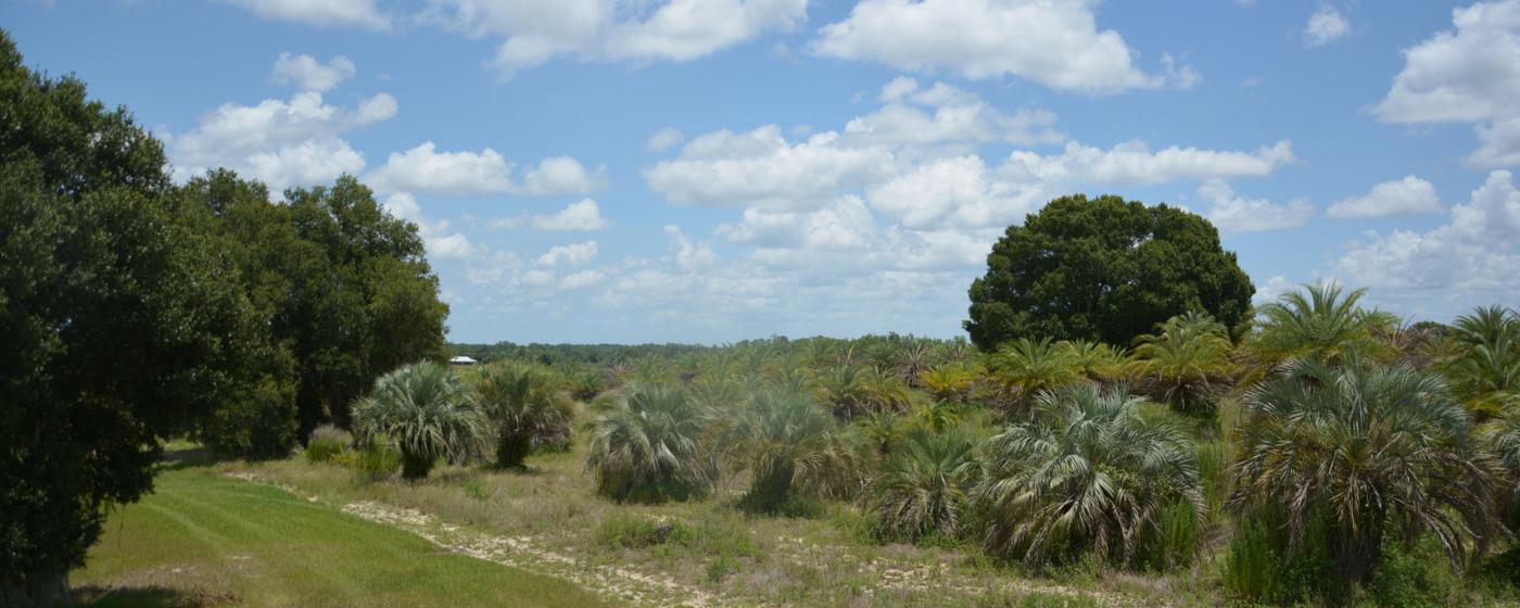 Impact Palms – Groveland