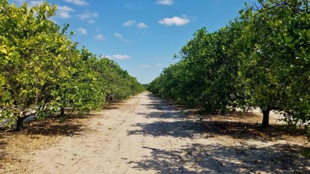 80 acres Grove in Polk County