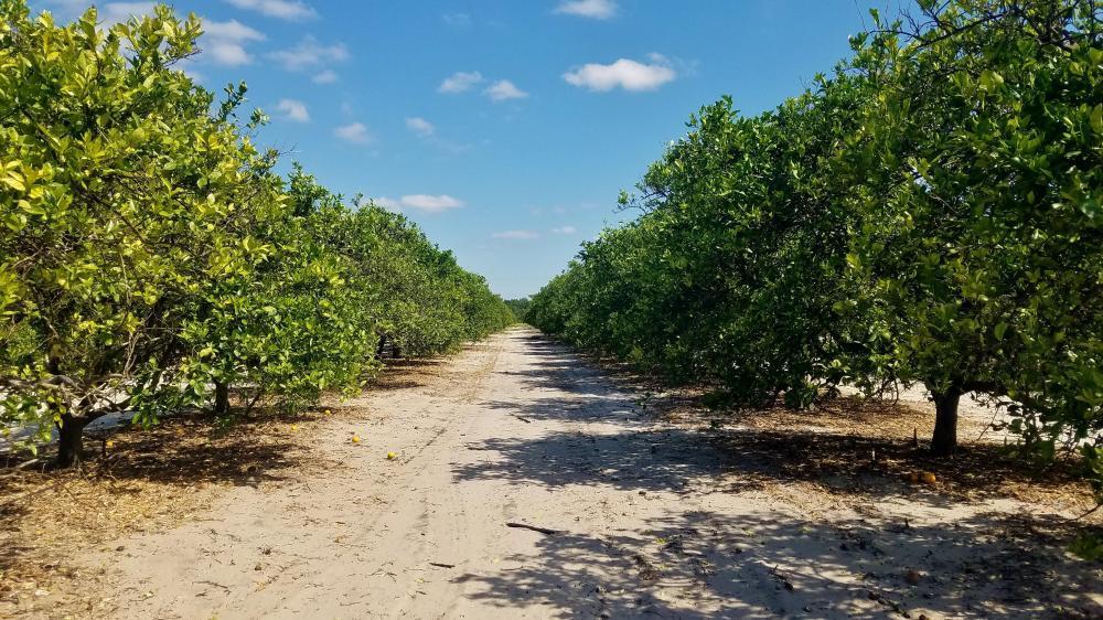 80 acres Grove in Polk County