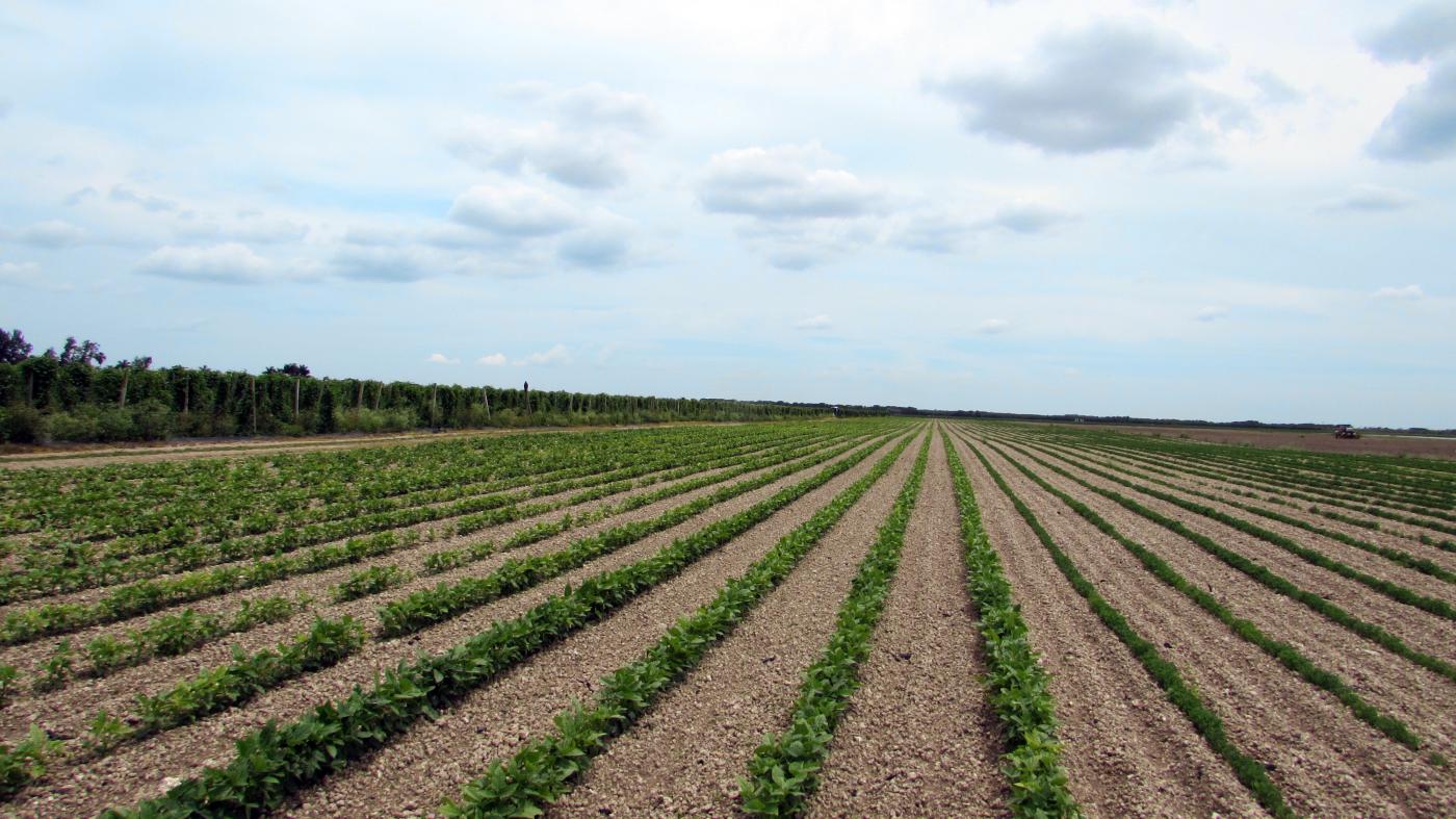 96 Ac Farmland w/ Income