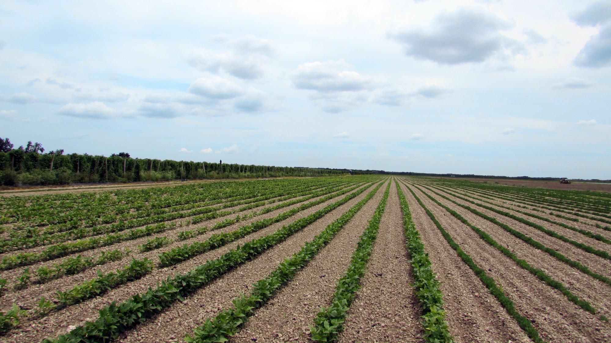 96 Ac Farmland w/ Income