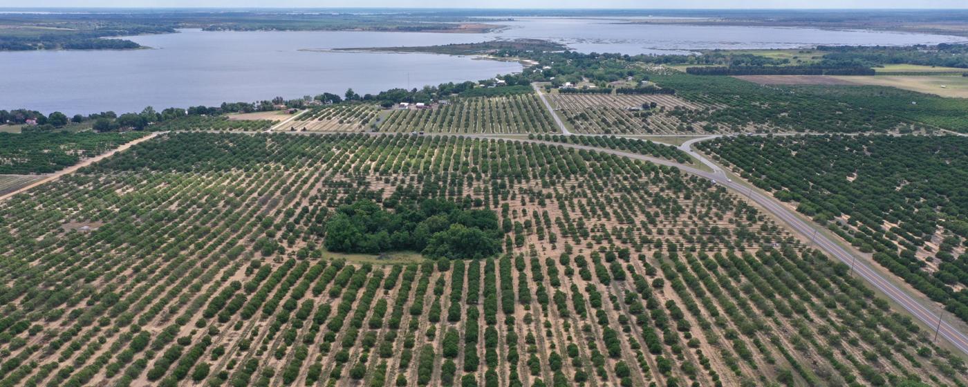 11 Acre Grove