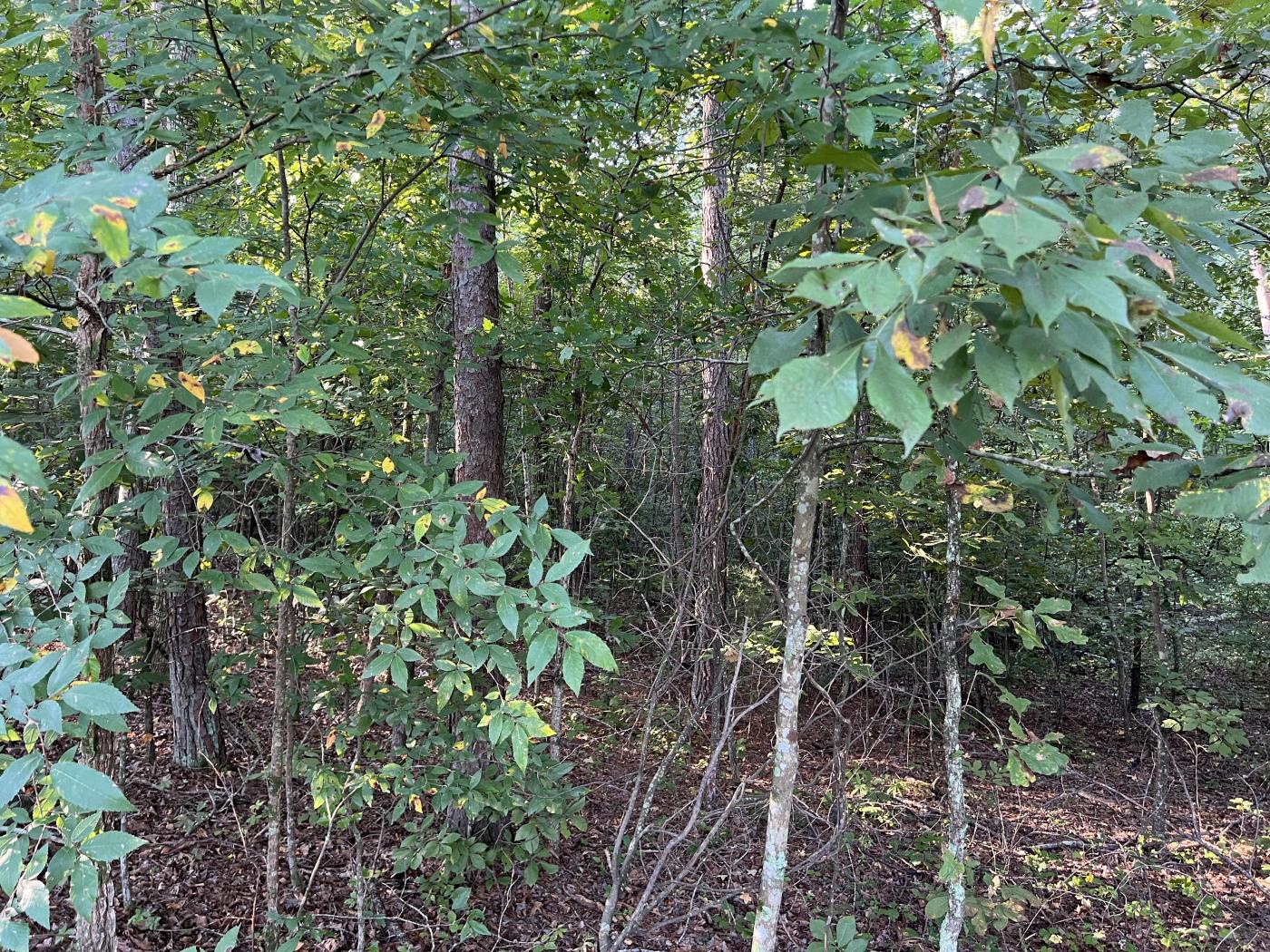 0 Mullinax Road #1