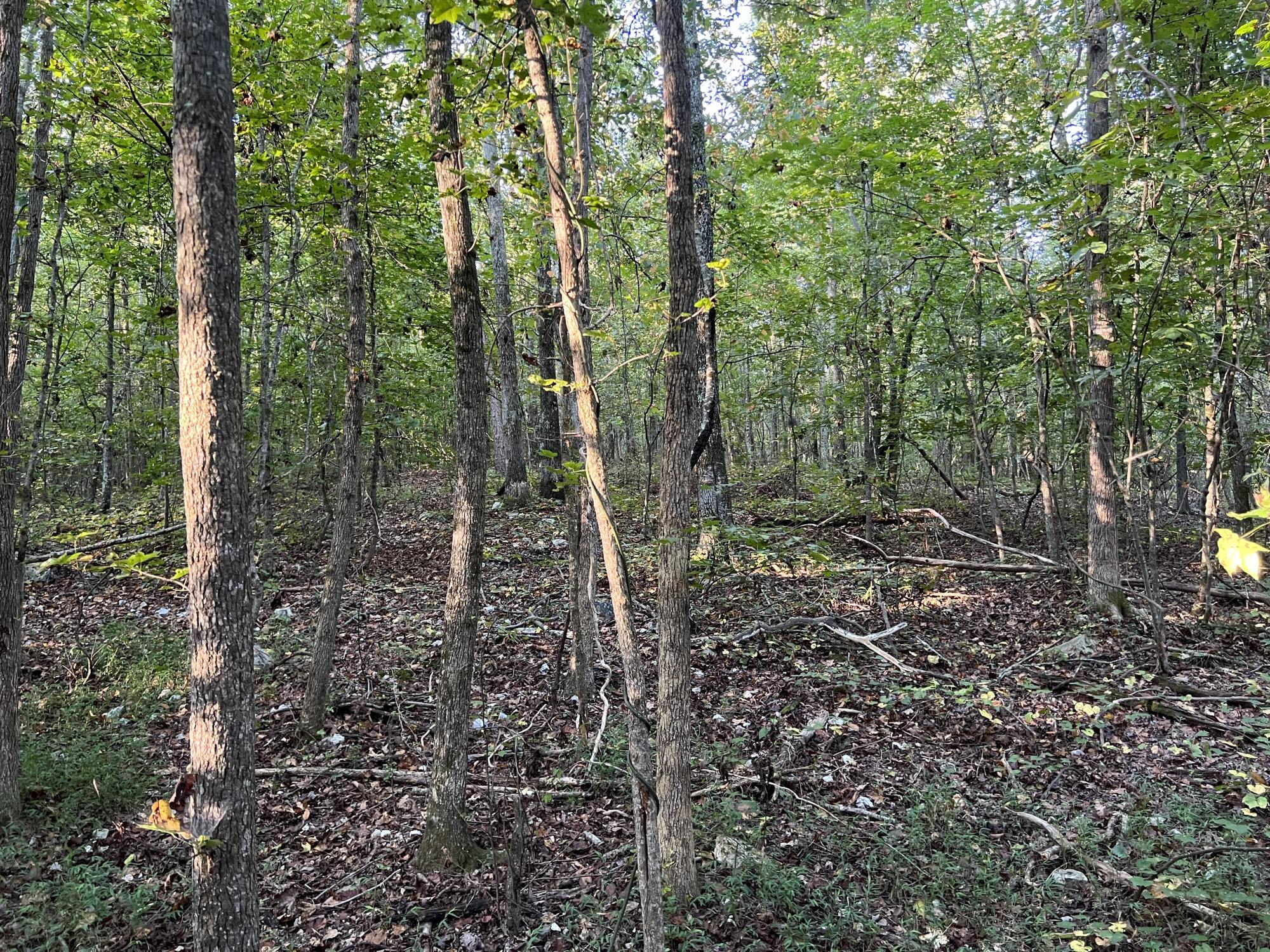 00 Mullinax Road #2