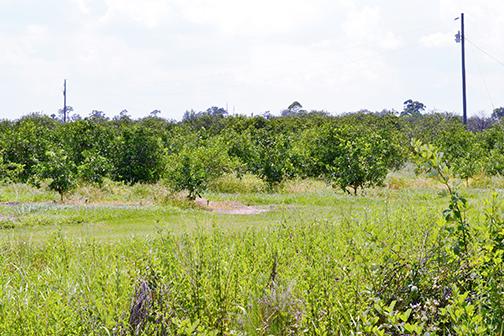Lake Lizzie Grove