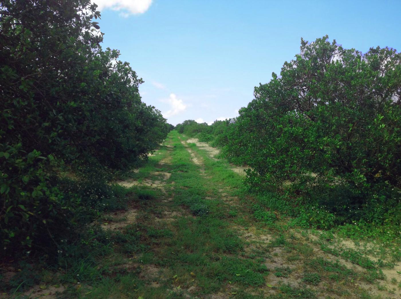 UNDER CONTRACT 1,300± Producing Citrus Grove