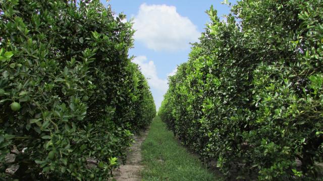 177± Acre Producing Citrus Grove