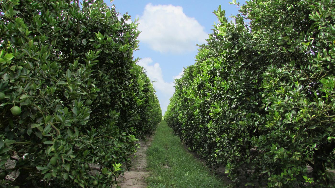 177± Acre Producing Citrus Grove