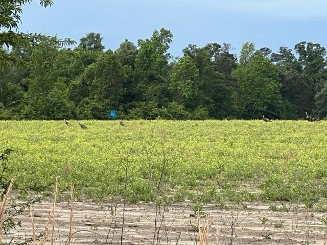 43 Acres Hunting and Ag Land in North FL