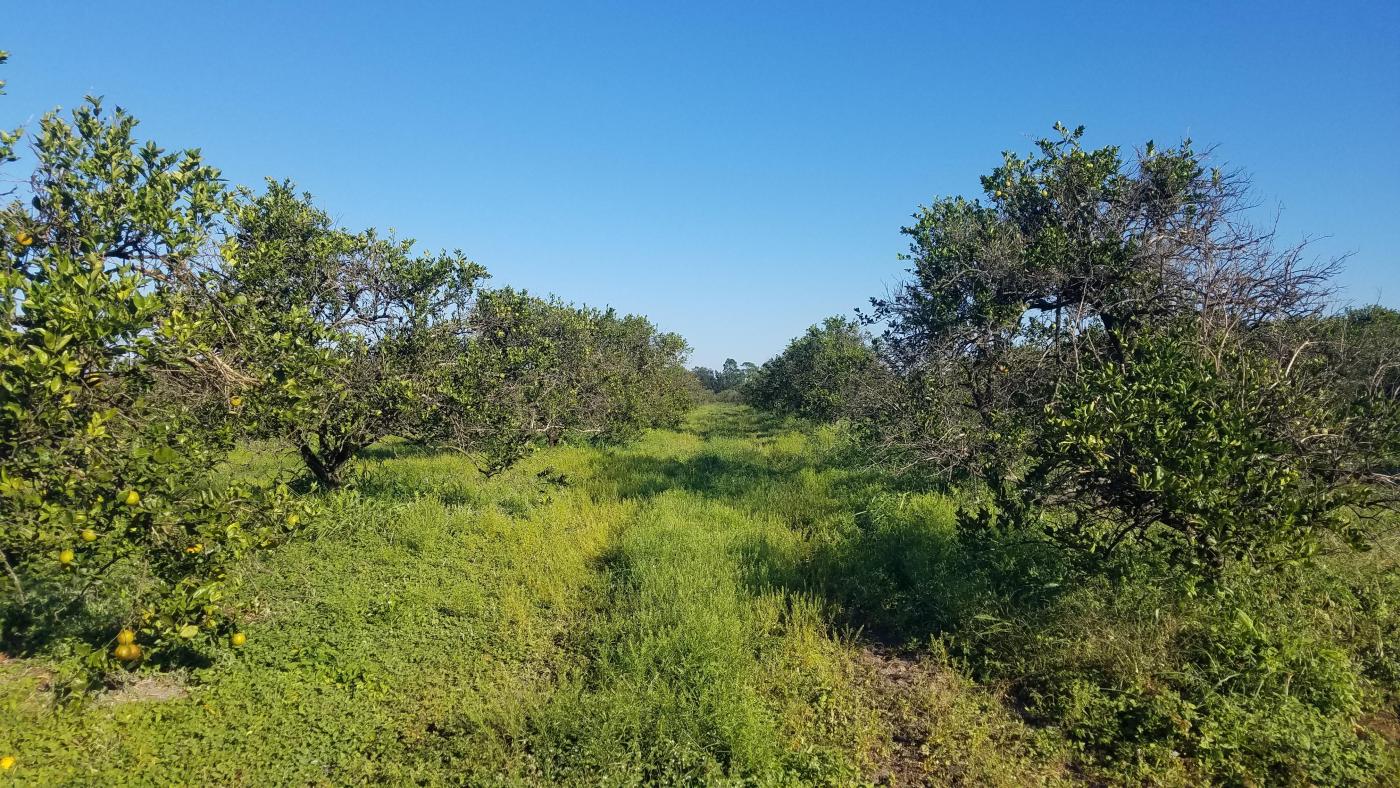 40 Acre Bereah Grove Polk County, FL