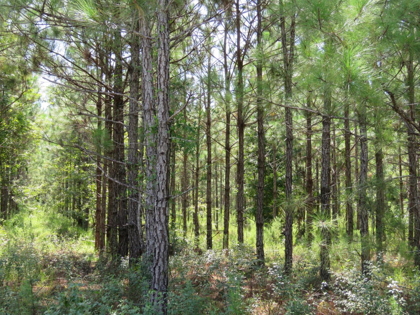 Gordon Chapel West Tract