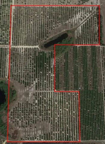 SOLD #822 - 44 Acre Producing Citrus Grove