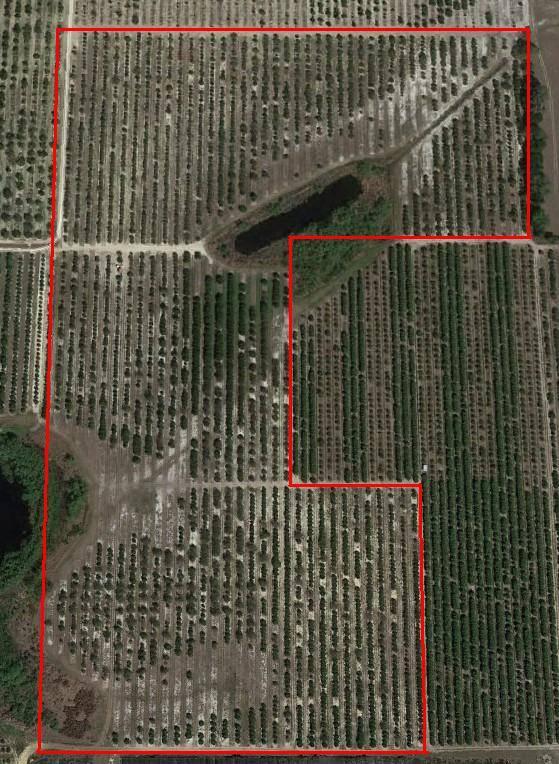 SOLD #822 - 44 Acre Producing Citrus Grove