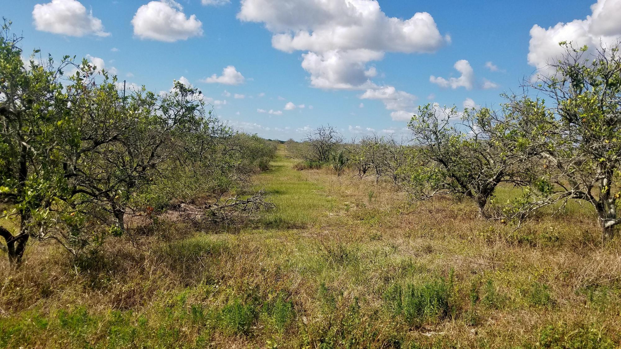 Prime 10 +/- Acres Homesite Polk County, FL