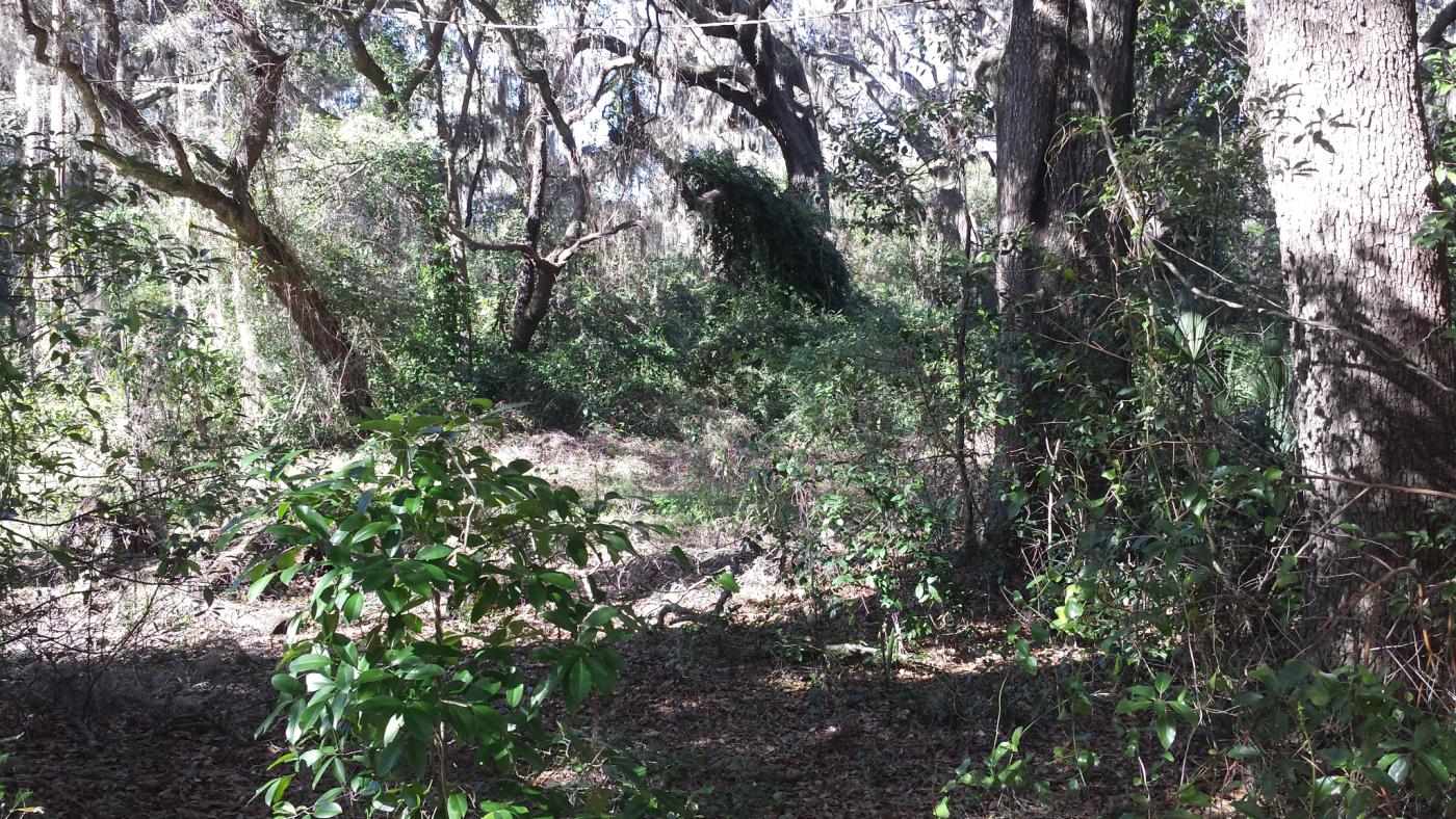 9.83 Acres East Apopka Ready to Develop