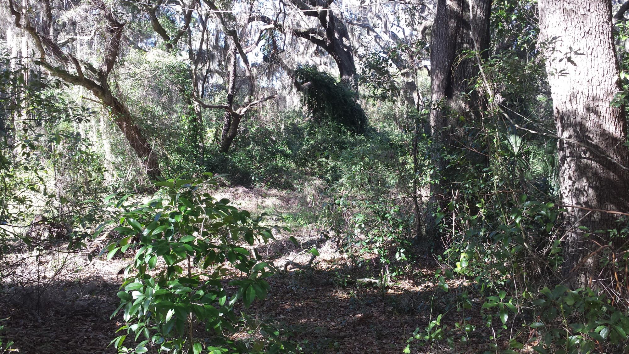 9.83 Acres East Apopka Ready to Develop