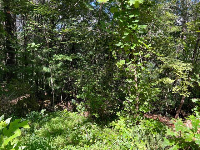 Dunn Mills Creek, Blue Ridge Ga 30513