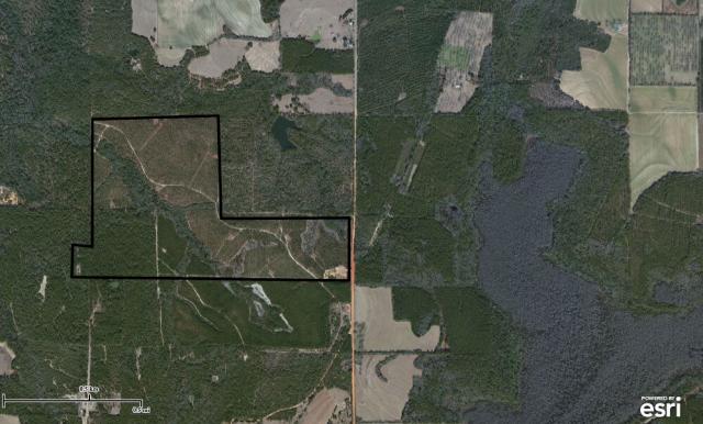 257 Acres Timber - Okaloosa County FL
