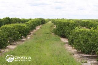 286± Hicoria Road Citrus Grove UNDER CONTRACT