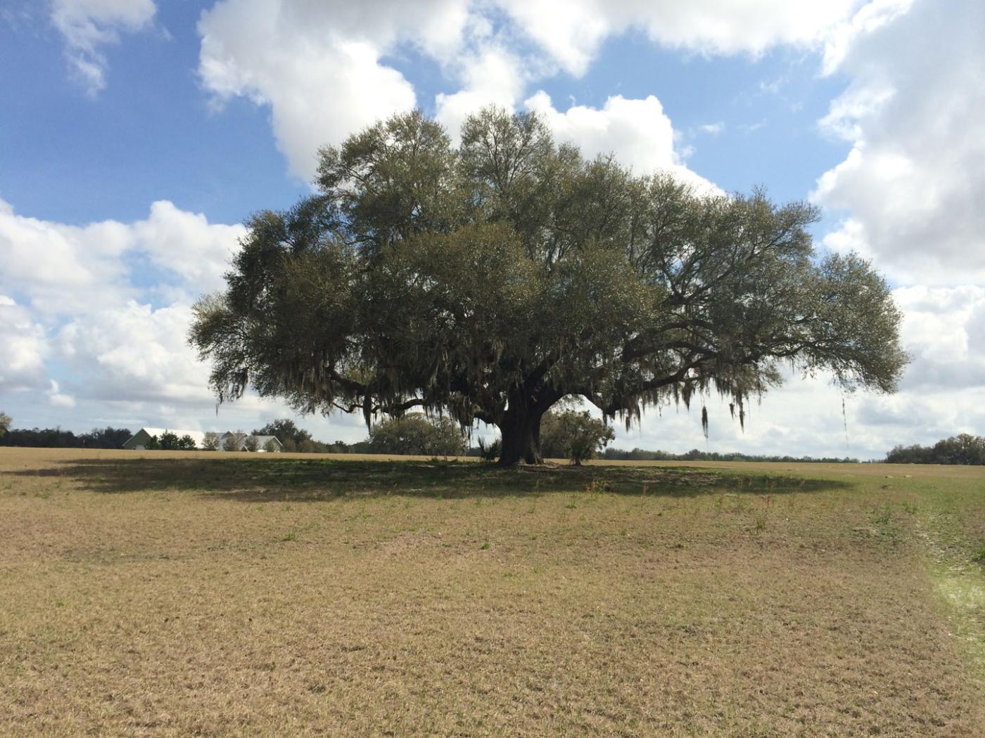 Exclusive 10 Acre Lot on Lake Andrew Preserve
