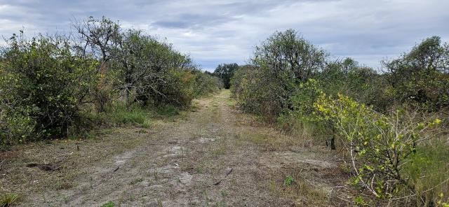44 Acre Citrus Grove – Polk County, FL