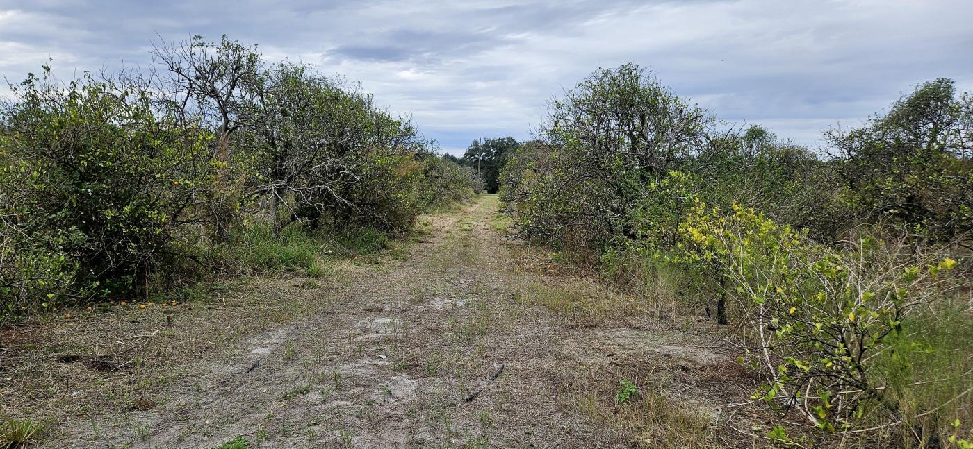 44 Acre Citrus Grove – Polk County, FL