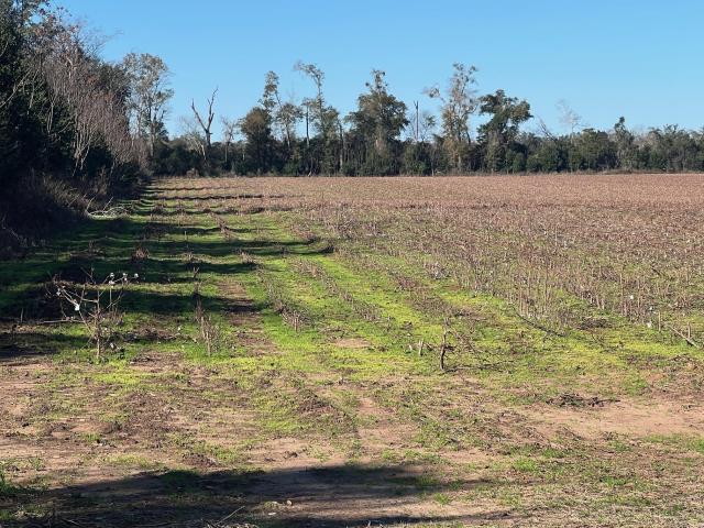 39 +/- Acre Row Crop Farm – Marianna, FL