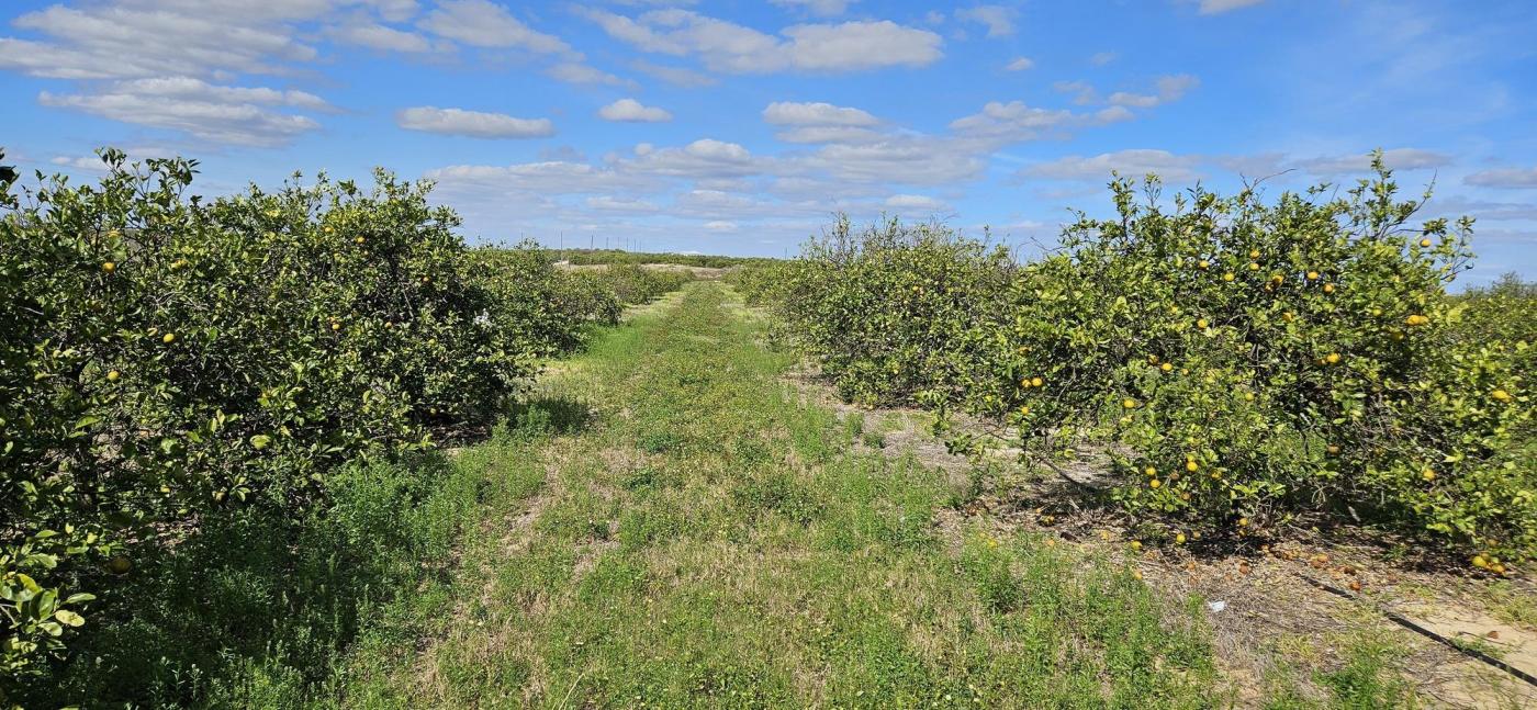 9.32 Acre T S Wilson Road Grove