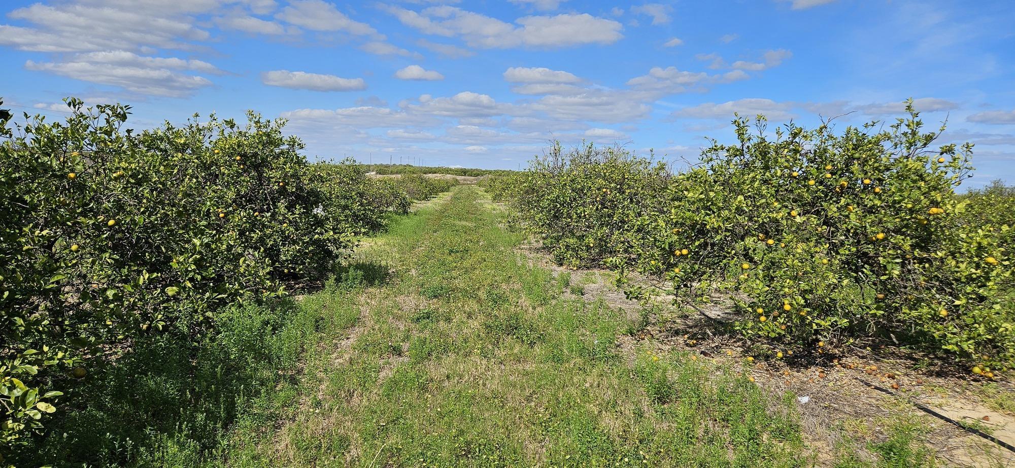 9.32 Acre T S Wilson Road Grove