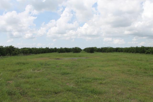 SOLD #896 - 318± Ac Citrus Grove For Sale