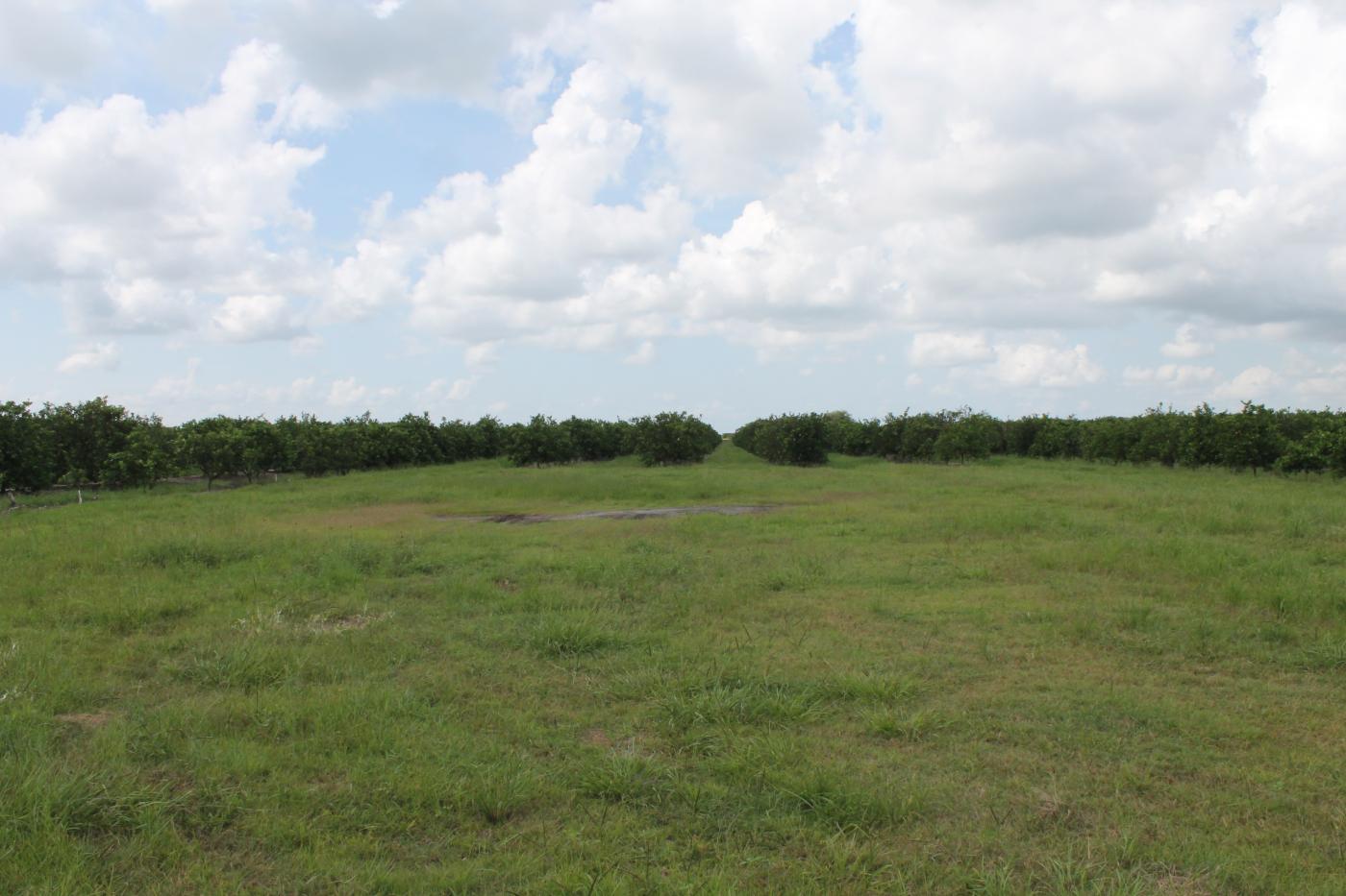 SOLD #896 - 318± Ac Citrus Grove For Sale