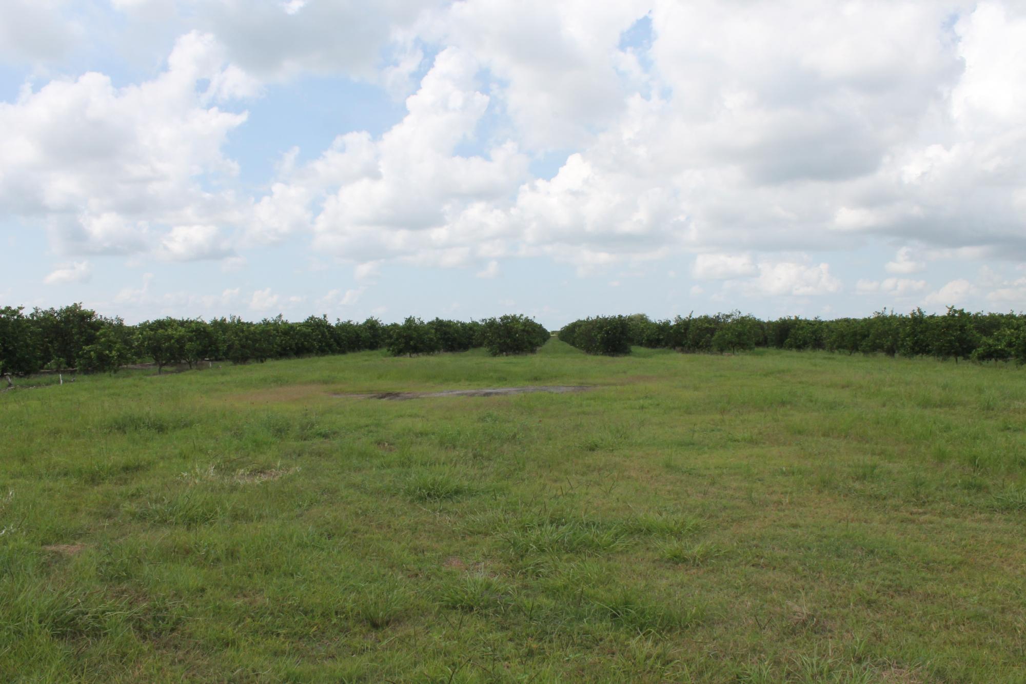 SOLD #896 - 318± Ac Citrus Grove For Sale