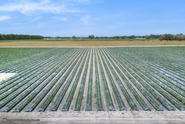 Hopewell Strawberry Farm