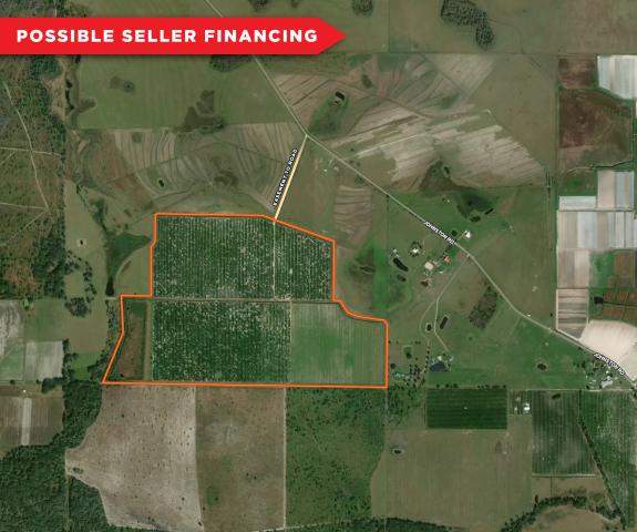 213 Acre Van Adams Grove – Hardee County