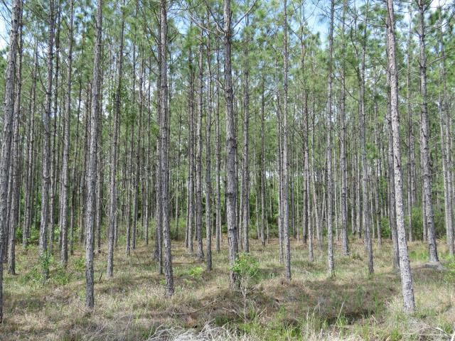 Waccasassa Flatwoods Tract