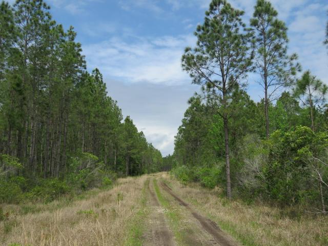 Waccasassa Flatwoods East