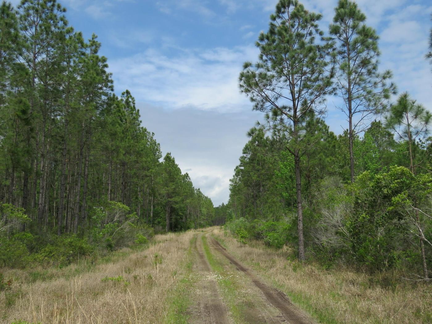 Waccasassa Flatwoods East