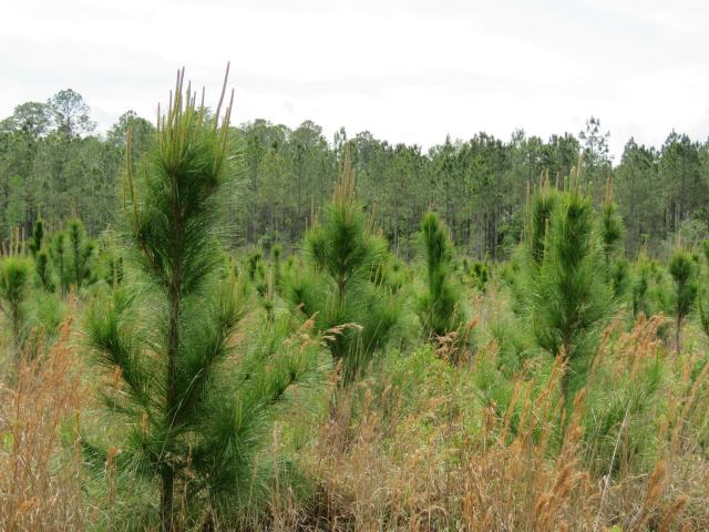 Waccasassa Flatwoods West Tract