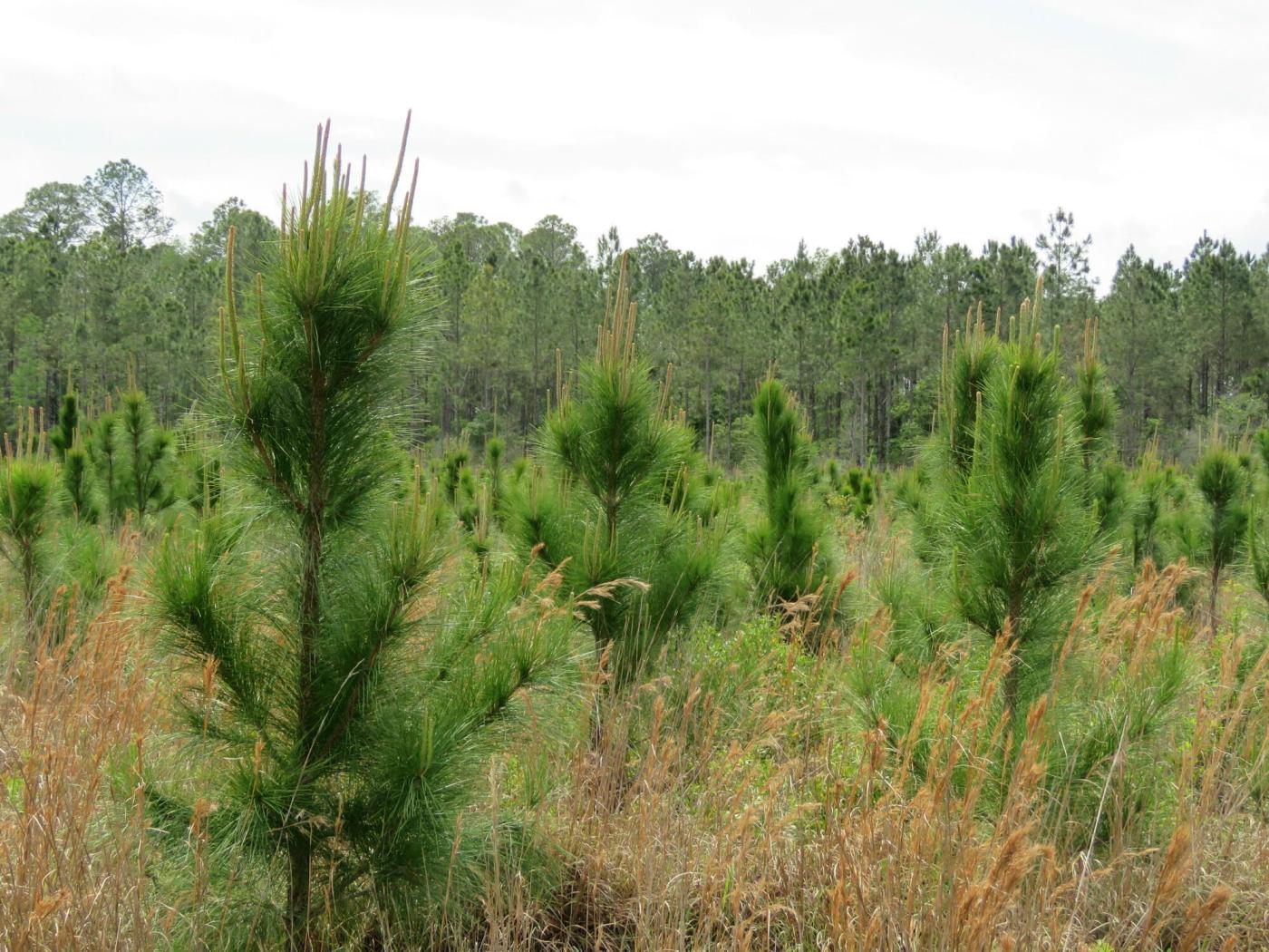 Waccasassa Flatwoods West Tract