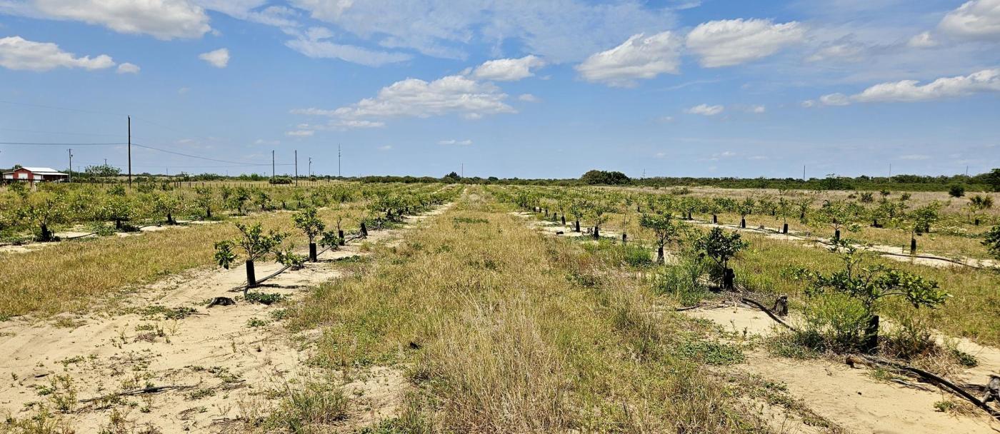 Wisteria Lane Residential Homesite