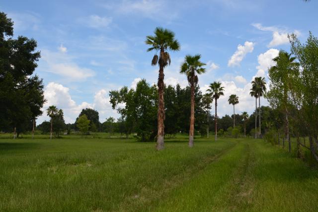 82 Acres +/- Hard Road Frontage (Groveland)