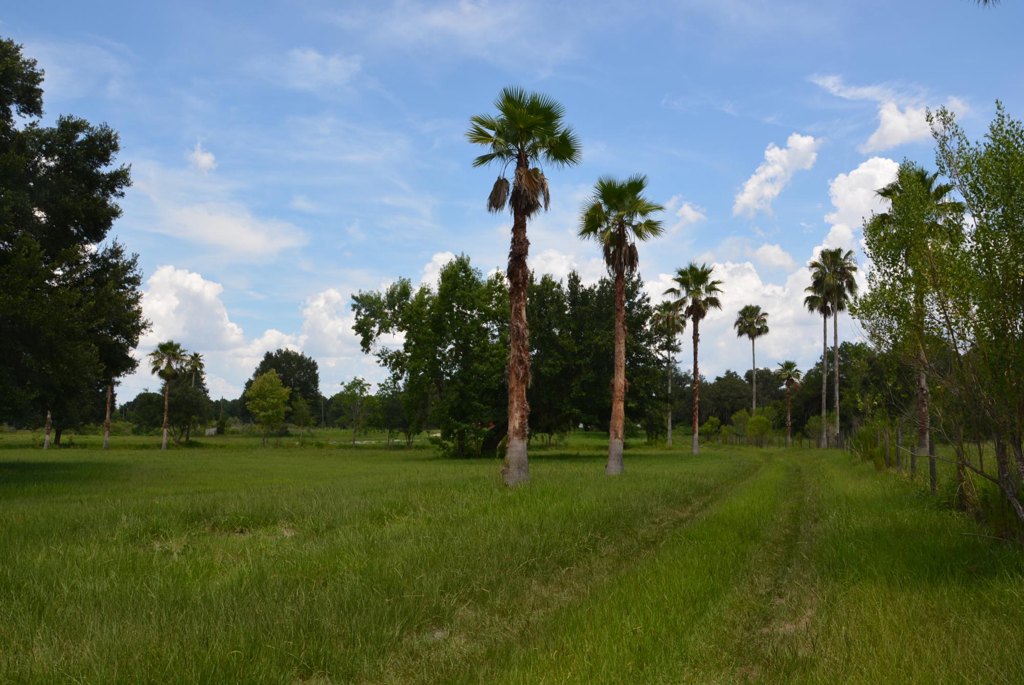 82 Acres +/- Hard Road Frontage (Groveland)