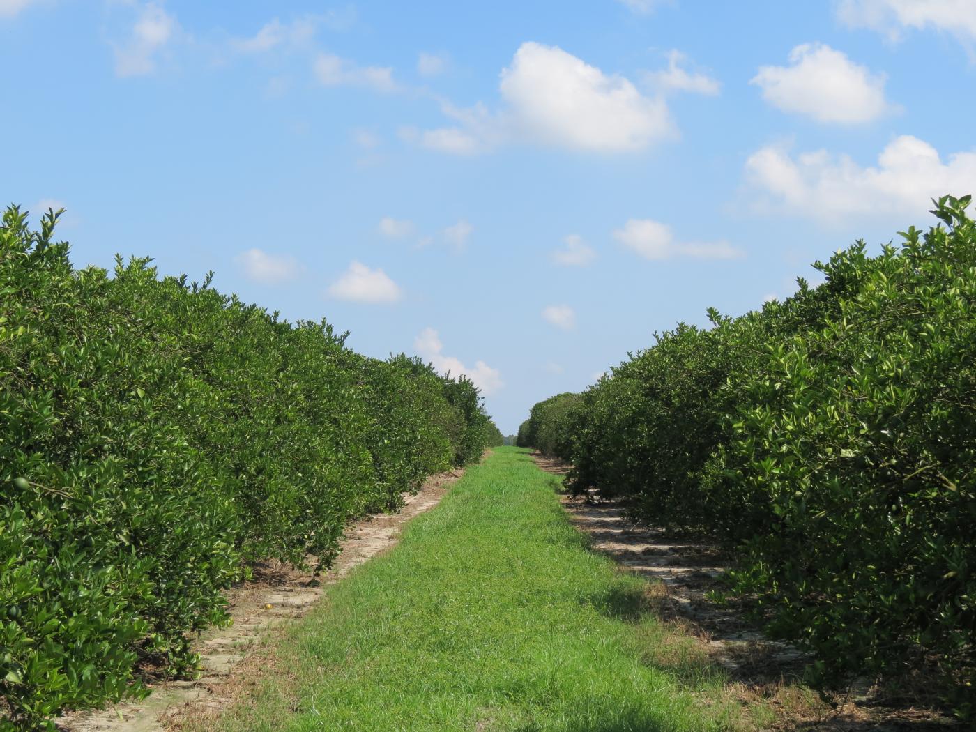 Owens Road 125 Acre Grove