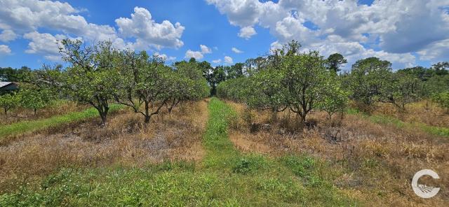 120 ± Acre Shaw Rd Grove & Recreational Land
