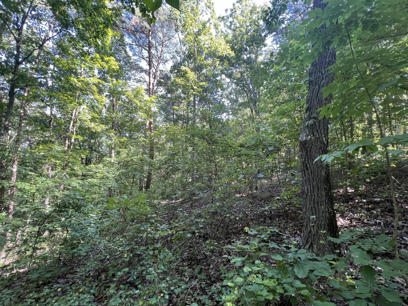 5 +/- Wooded Acres Northeastern Bartow County