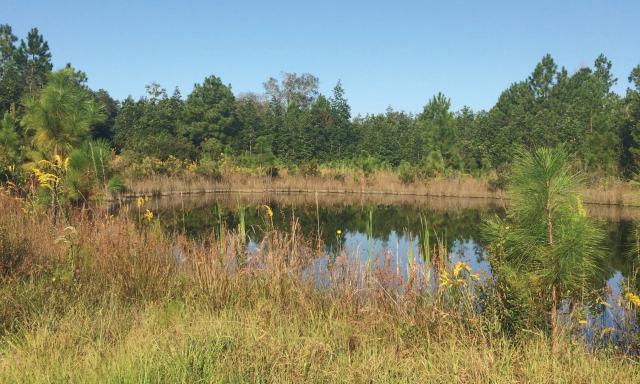 Gilginia Tree Farm 365 acres Volusia County