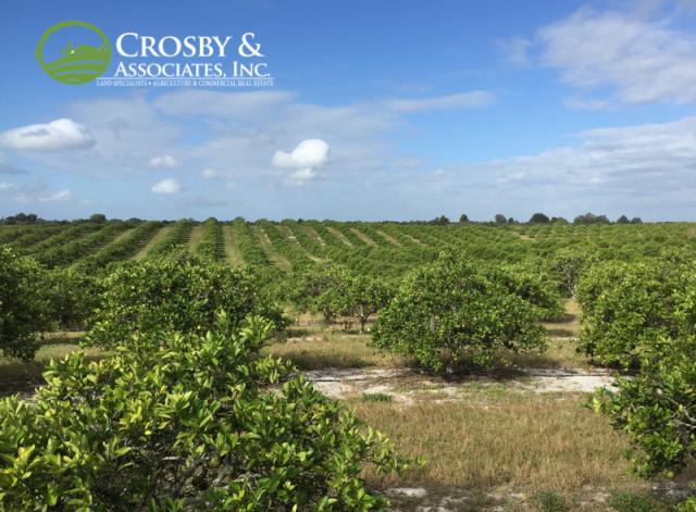 305± Ac Producing Citrus Grove